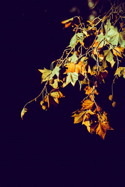 outono_quinta_das_conchas 3.jpg