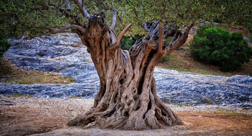 Os-Arcanjos-e-a-Árvore-da-Vida-830x450.jpg