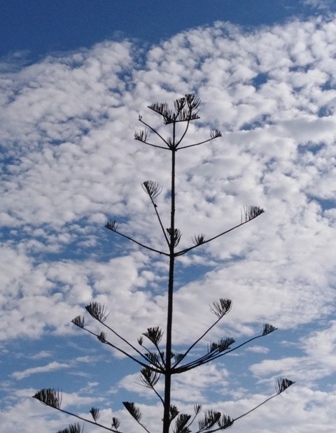 IMG_20210528_085526cópia.jpg IMG_20210528_085526cópia.jpg