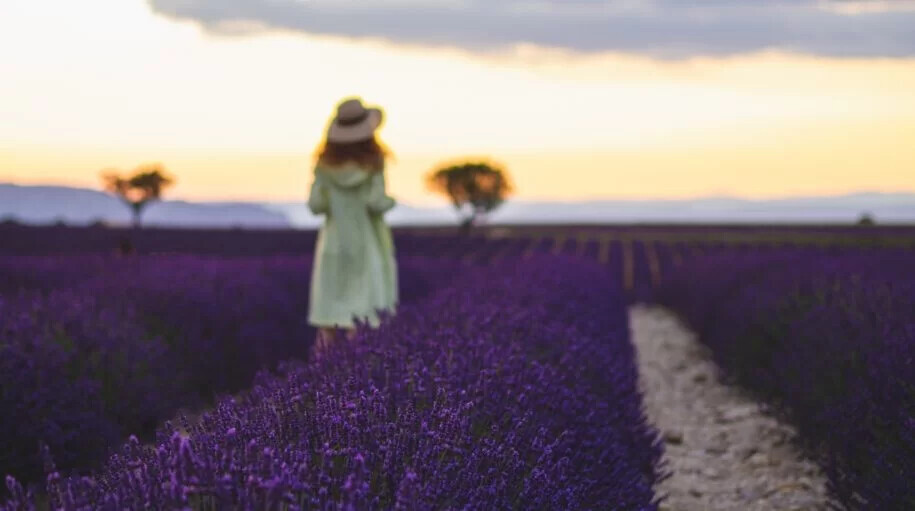 Os-campos-de-lavanda-da-Provença-915x511.webp