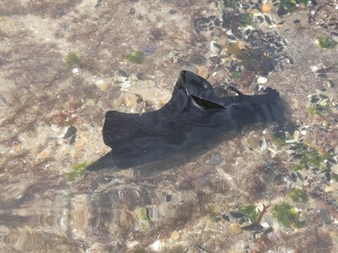 11a_Buarcos_e_Figueira_da_Foz (29).JPG