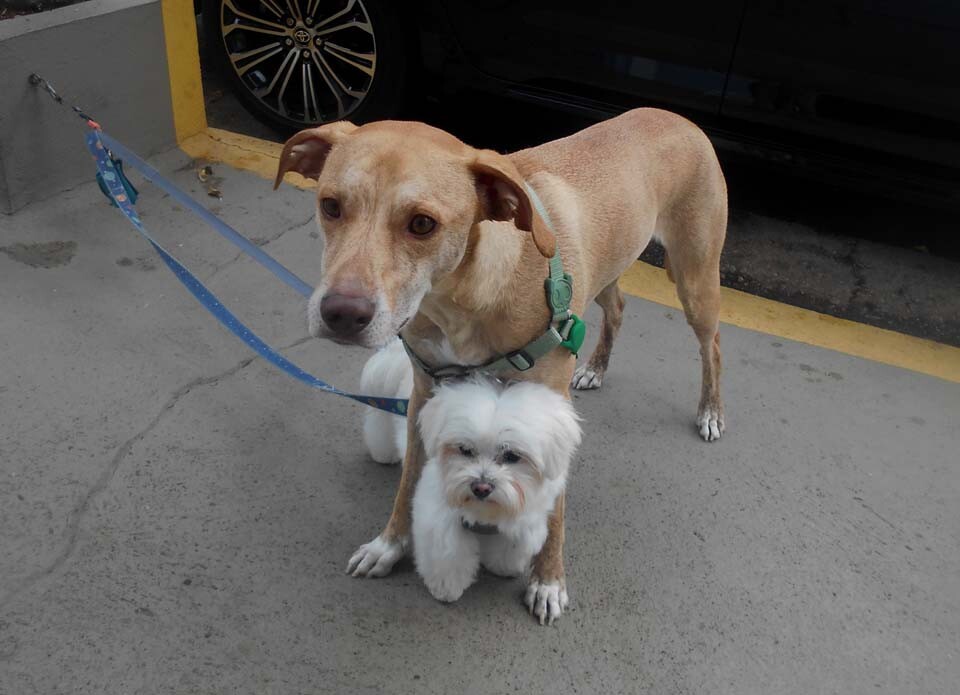 ozzy e chico protecção1.jpg