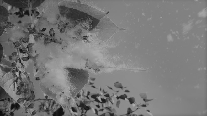 algodão (2).jpg algodão (2).jpg