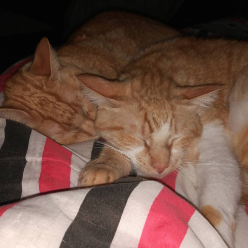 Screen Shot 2018-06-14 at 21.45.47.png