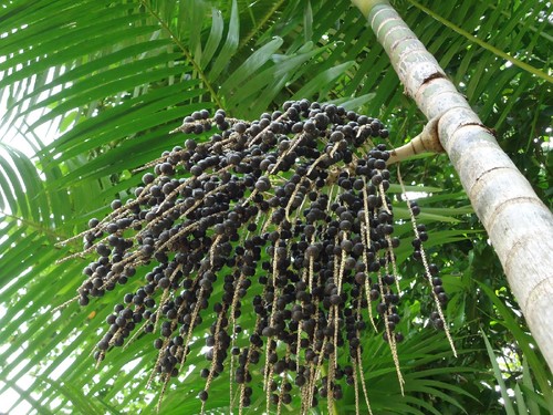açaí planta.jpg açaí planta.jpg