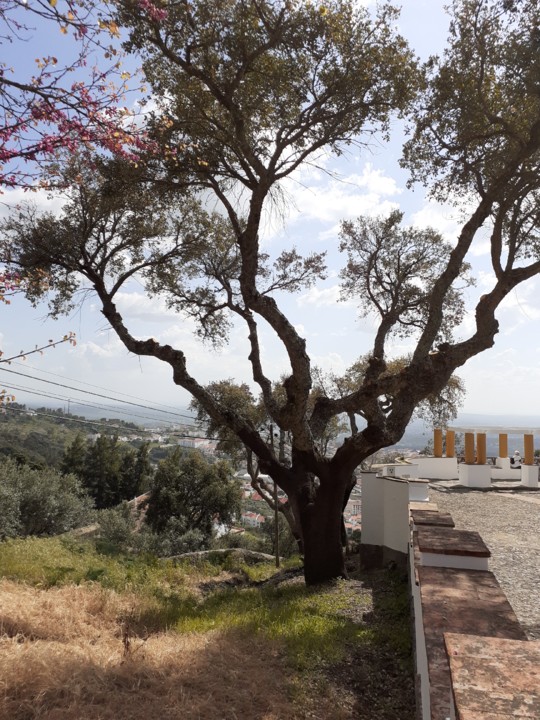 Sobreiro limpo. Miradouro. Foto original. 2021. 04. jpg