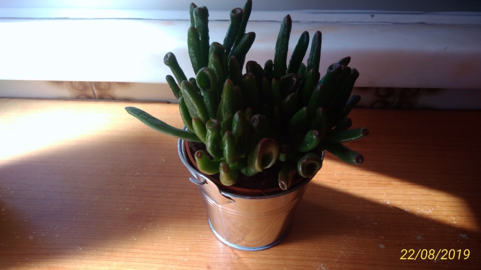 ORELHA DE SHREK.2.jpg