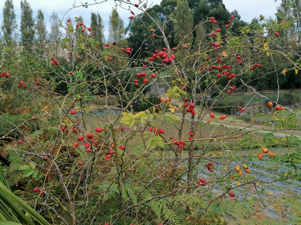 IMG_20200912_145527.jpg IMG_20200912_145527.jpg