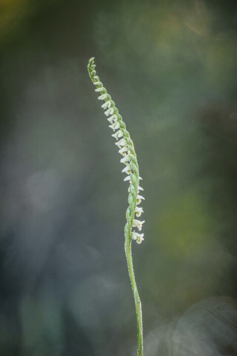 orquidea de outono 5.jpg