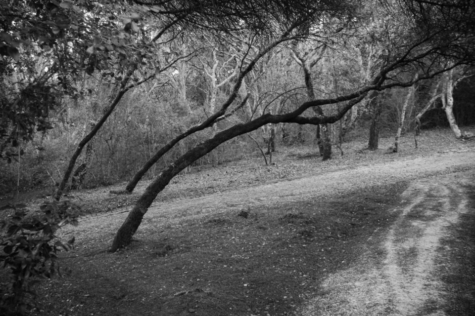 arvore 4.jpg arvore 4.jpg