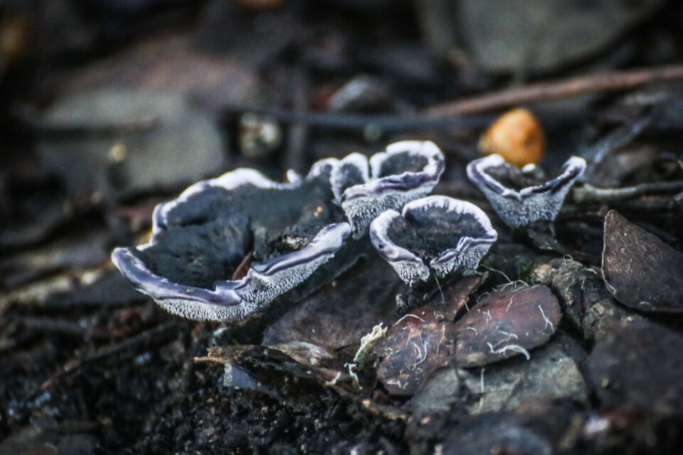 phelodon niger 1.jpg