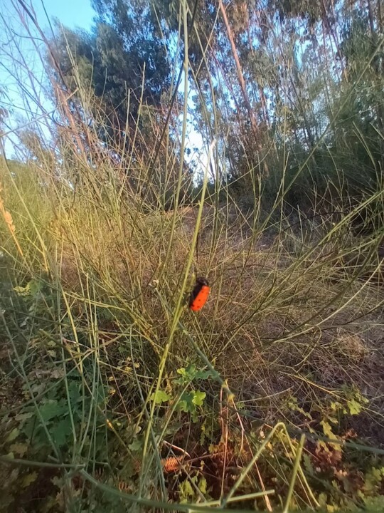 Não me canso disto insecto.jpg