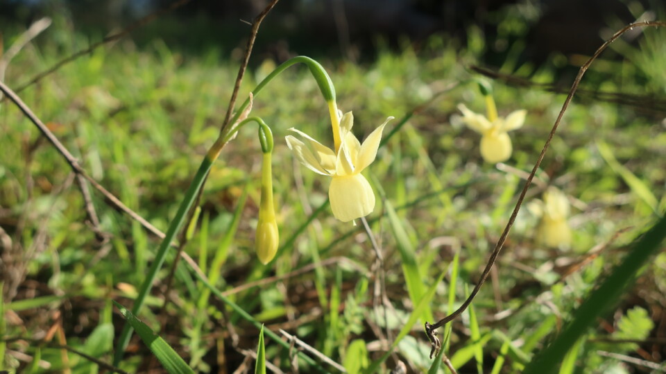 Narciso Triandrus.JPG