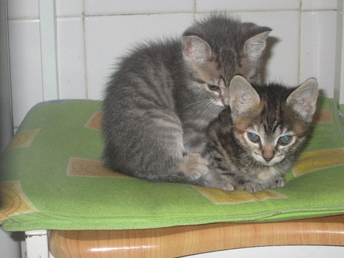 Becas e Amora 19.JPG