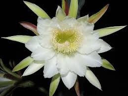 flor mandacaru in. recantodas letras.com.br.jpg