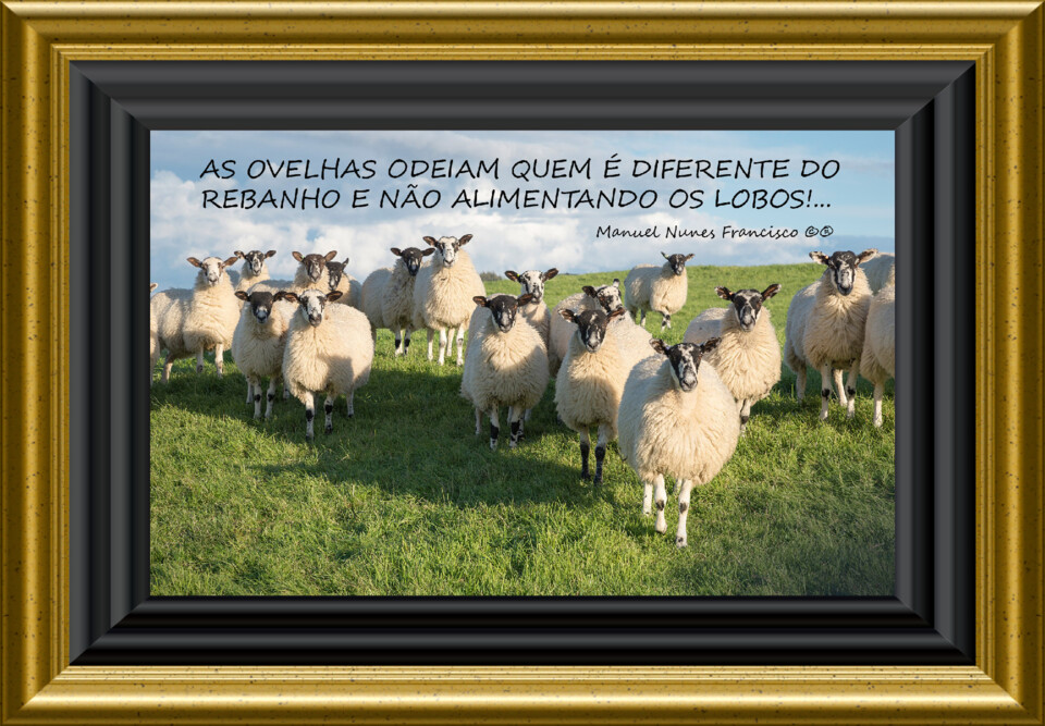 Ovelhas....jpg