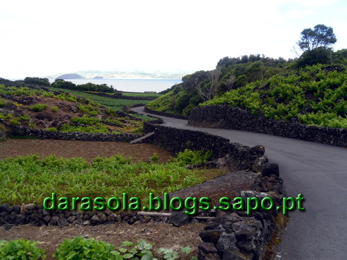azores_pico_criacao_velha_35.JPG