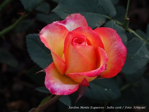 4 - Jardim Monte de Esqueiros - Julho 2016 - DSC00