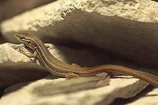 Lagartixas.jpg Lagartixas.jpg