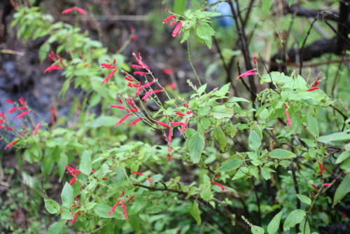 salvia ananás,  ainda se vislumbra na época.JPG