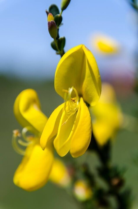 46366167_1872073166221880_2225096095040536576_n.jp