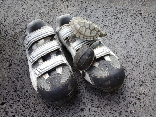 tartarugas2.jpg tartarugas2.jpg