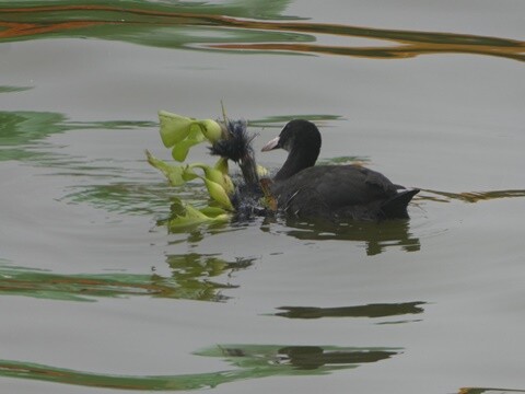 06a_Manhã_Praia_de_Mira (31).JPG