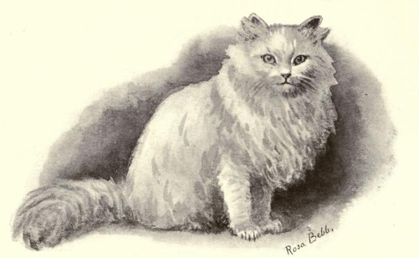 white-persian.jpg