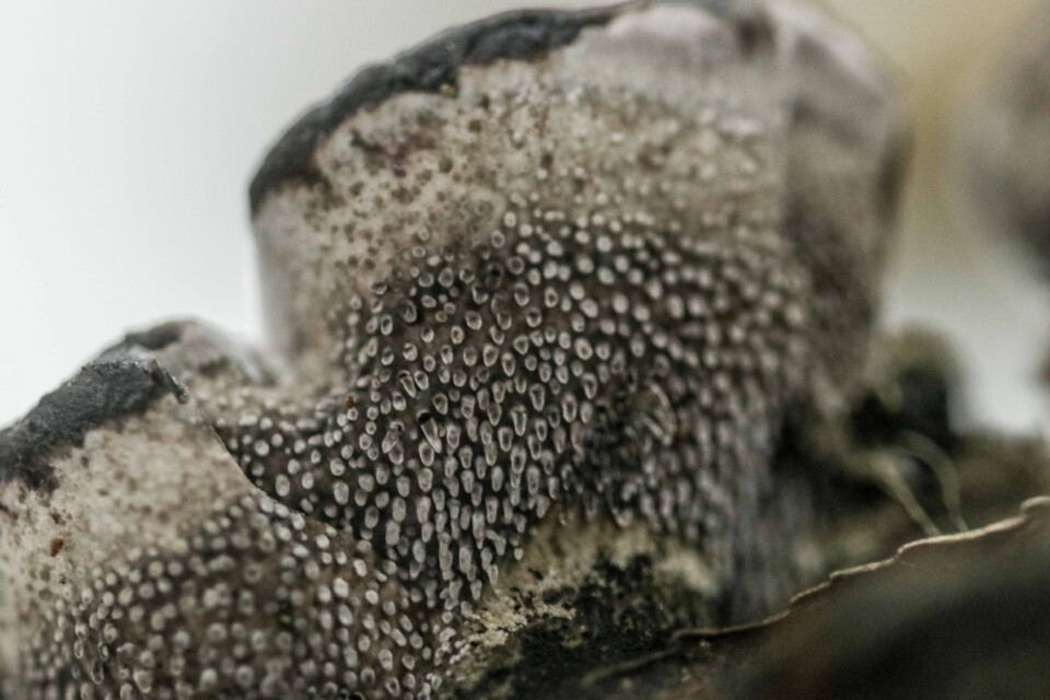 phelodon niger 3.jpg