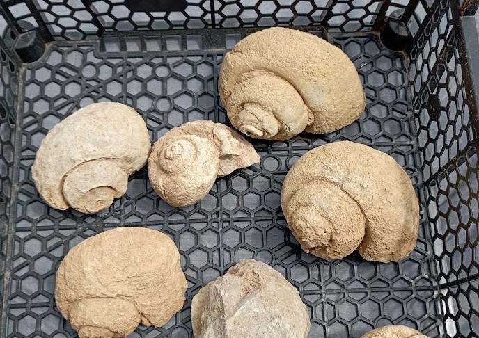 Imagem WhatsApp 2025-05-17 às 15.08.31_bc55a53d.j