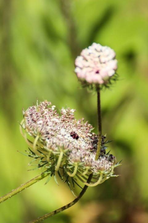 daucus carota a 10.jpg