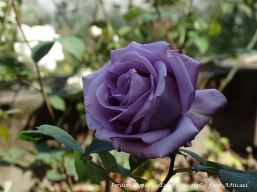 5.1 - Jardim Monte de Esqueiros - Julho 2016 - DSC