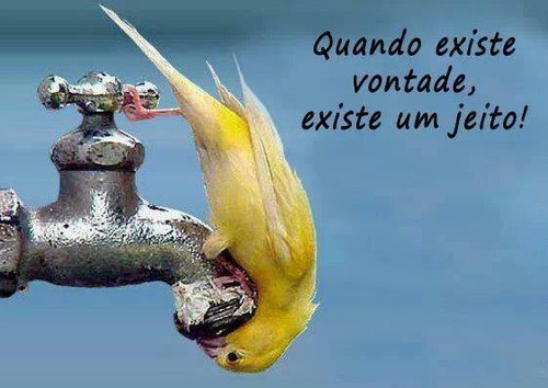 vontade.jpg vontade.jpg