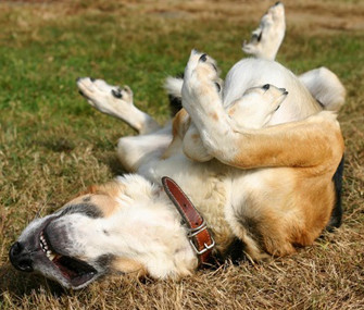 dog-on-his-back.jpg