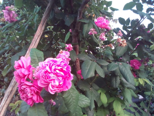 Rosas de Cheiro. Original DAPL. 2016. jpg