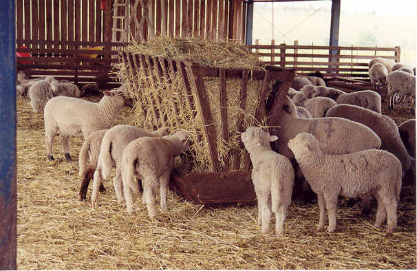 portal-agropecuario-instalacoes-criacao-cordeiro.j