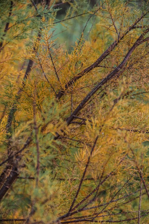 lagoa_de_obidos 7.jpg