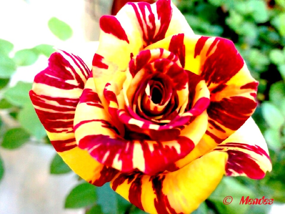 Cerva - A beleza das Flores - Rosas Abracadabra.