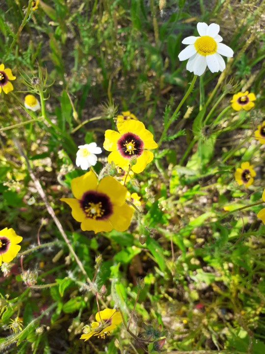 Olhos de Mocho. Foto Original. 2021.05.17.jpg