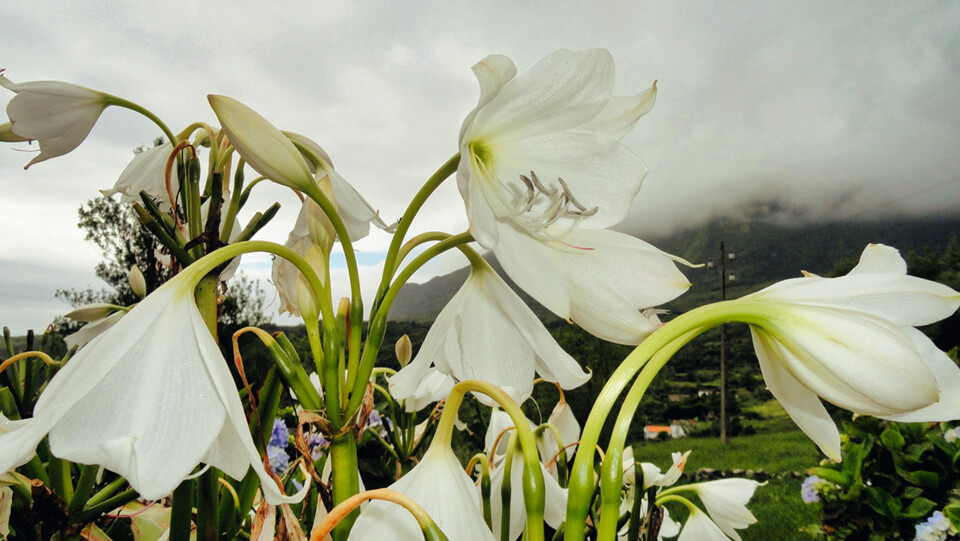 Flores AÇORES 40 copiar.jpg