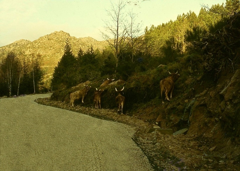 863 b cachenas.jpg 863 b cachenas.jpg