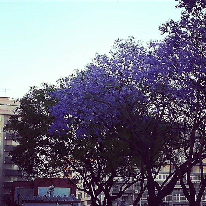 60821587_1374157526057338_2374306561733427200_n.jp