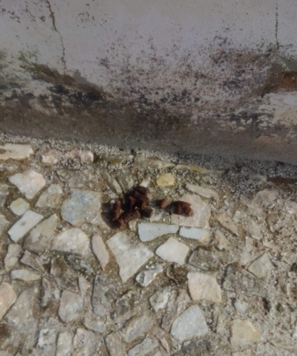 IMG_20200421_174243.jpg IMG_20200421_174243.jpg