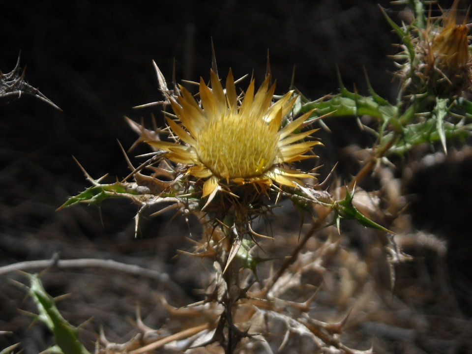 DSCN1694.JPG DSCN1694.JPG