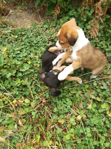 38143549_1084995701663597_7750669064346796032_n.jp