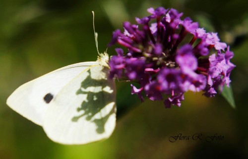 19055220_10209342163012707_3269311026245174370_o.j