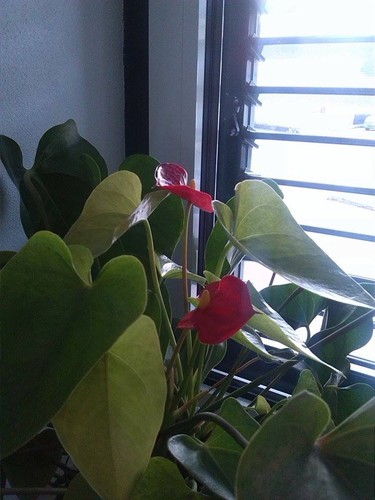 12596089_10208857842867769_437063874_n.jpg 12596089_10208857842867769_437063874_n.jpg