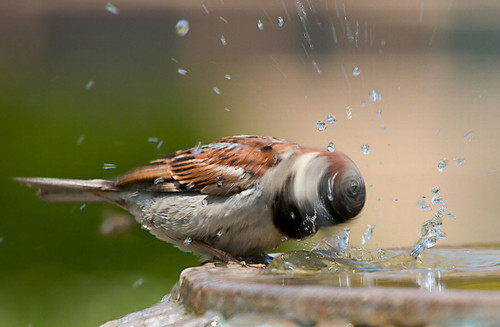 photo-of-sparrow-taken-at-the-right-moment.jpg