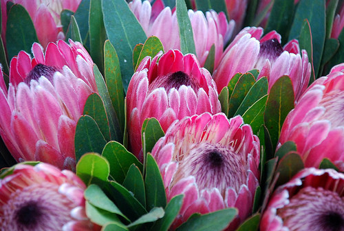 Uma flor ao acaso, nascida ali mesmo...