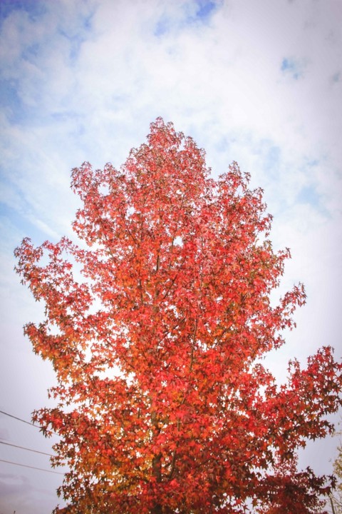 liquidambar 6.jpg